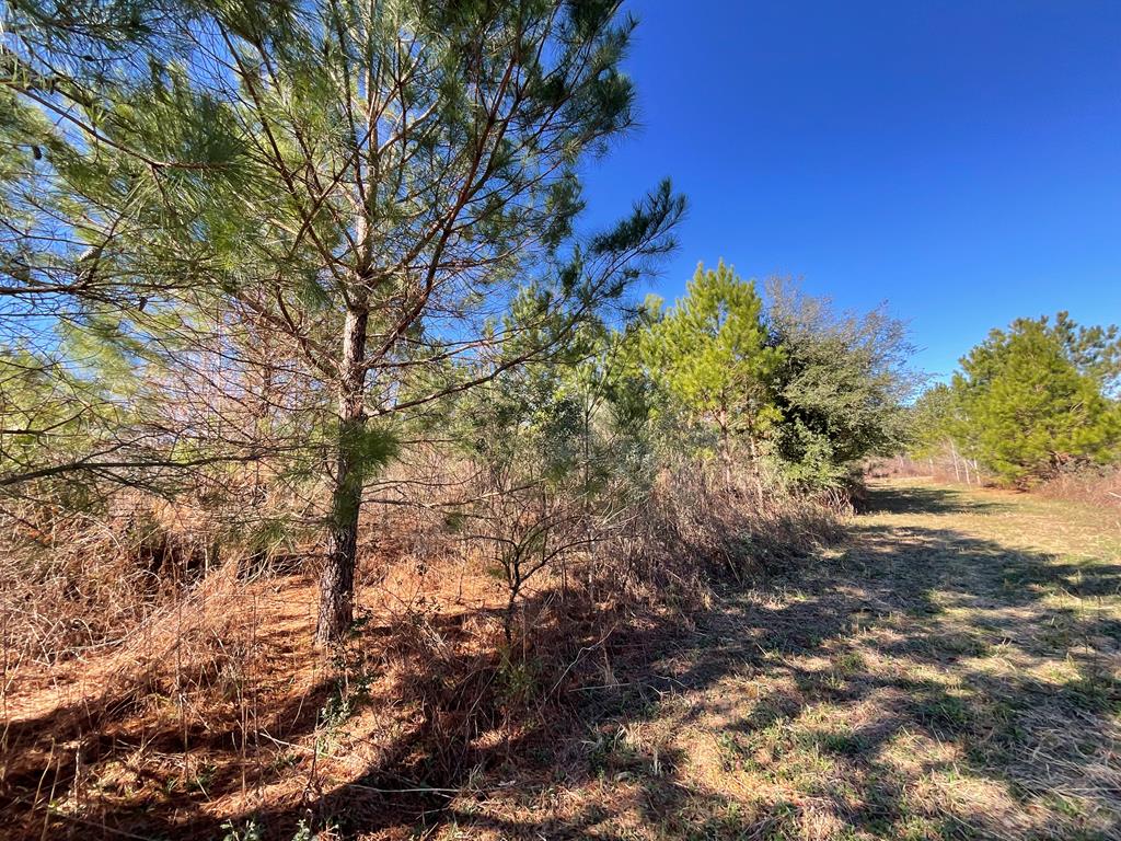 Vacant Kelly-Collins Road Climax, GA 39834 - Photo 61 of 65 Gallery Image 61