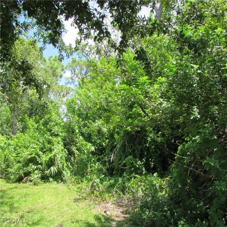 a view of a lush green forest