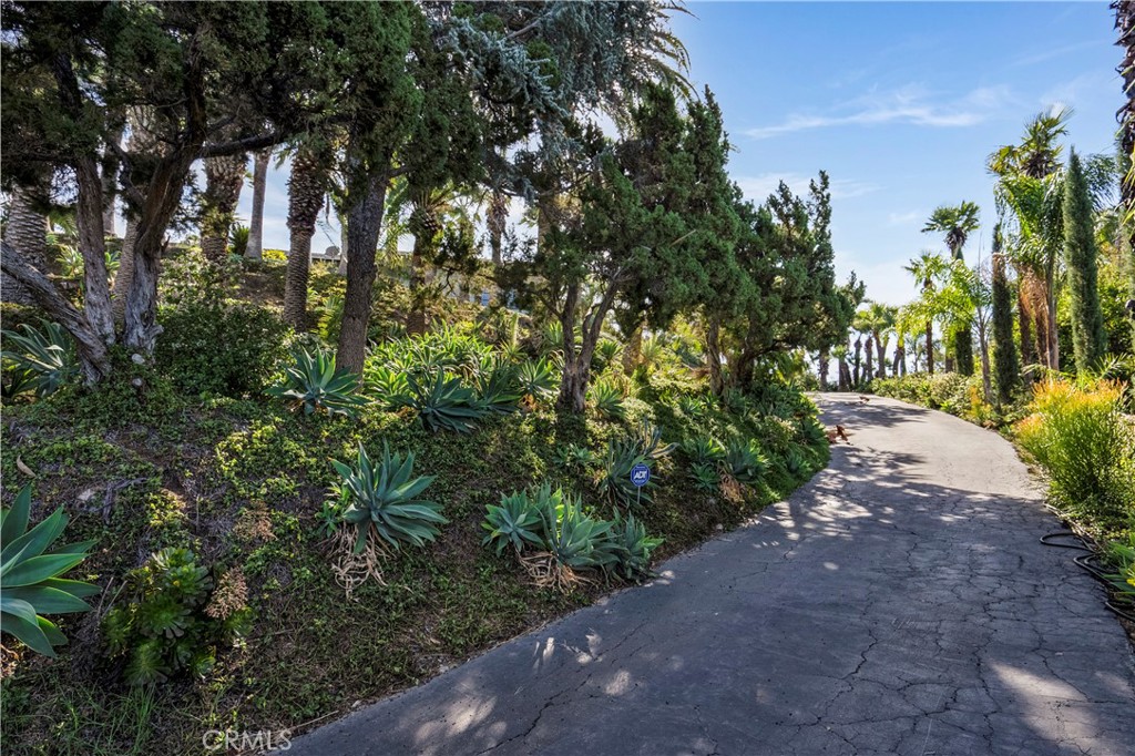 a view of a park with plants and trees