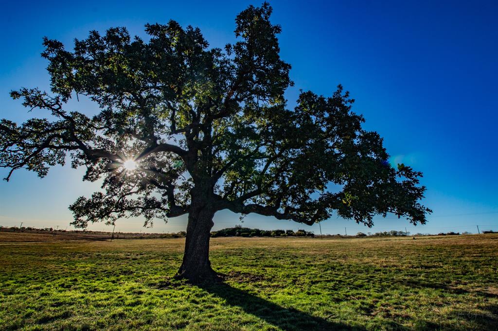 10540 Highway 281 Perrin, TX 76486 - Photo 2 of 27 a view of a large tree with an ocean
