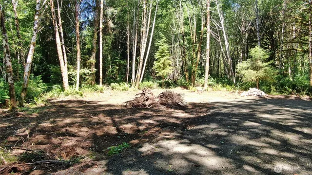 a view of a yard with plants and trees