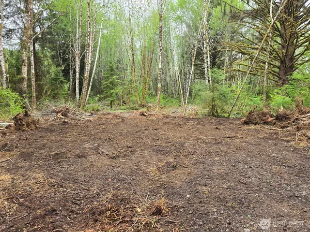 a view of a yard with plants and trees