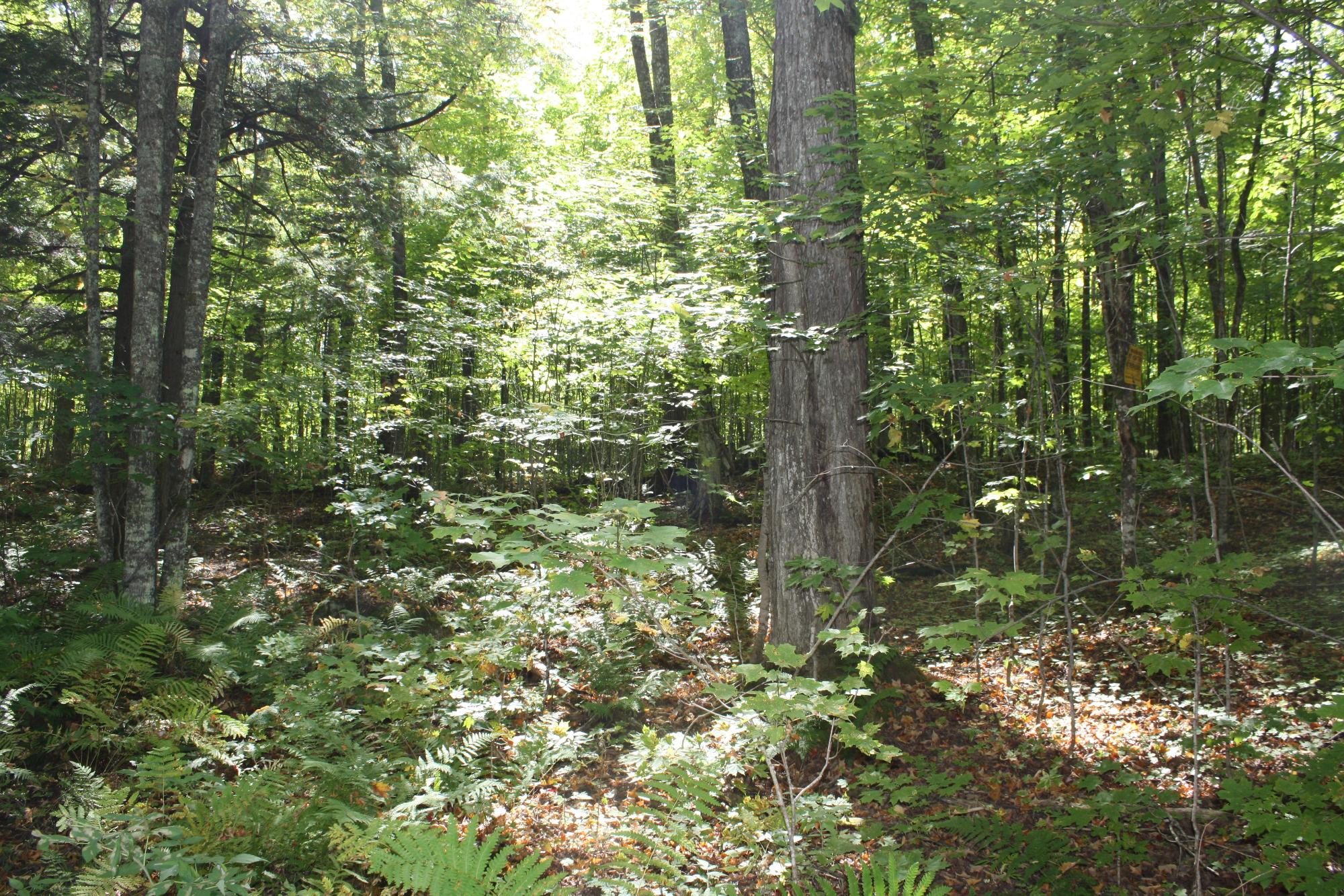 Lot 19 Many Rock Road Mercer, WI 54547 - Photo 20 of 23 Gallery Image 20