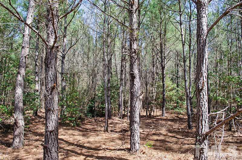 1030 Warren Mill Road Newton Grove, NC 28366 - Photo 15 of 23 Gallery Image 15