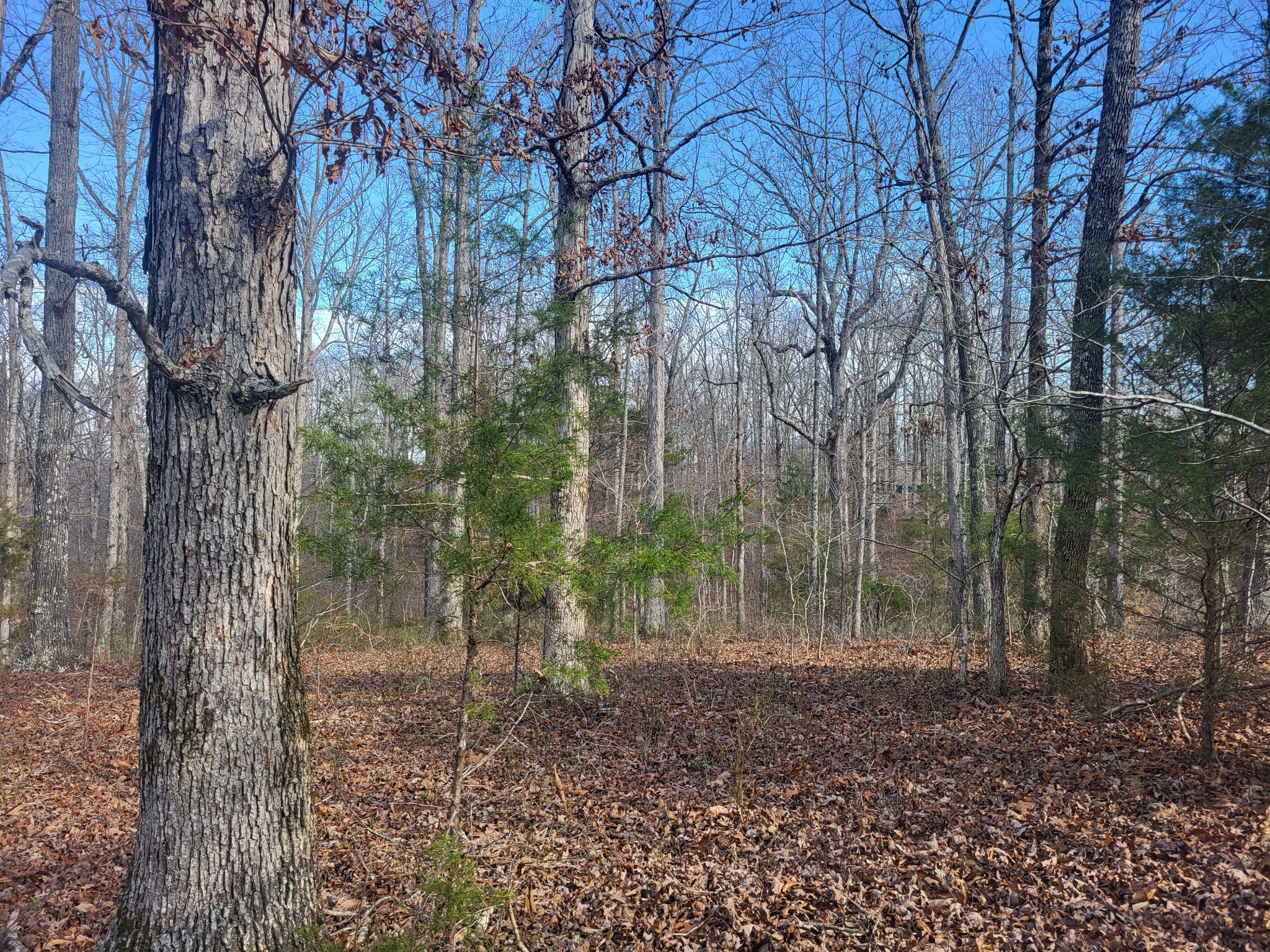 a view of a forest that has large trees
