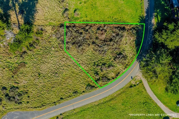 a view of a garden with plants