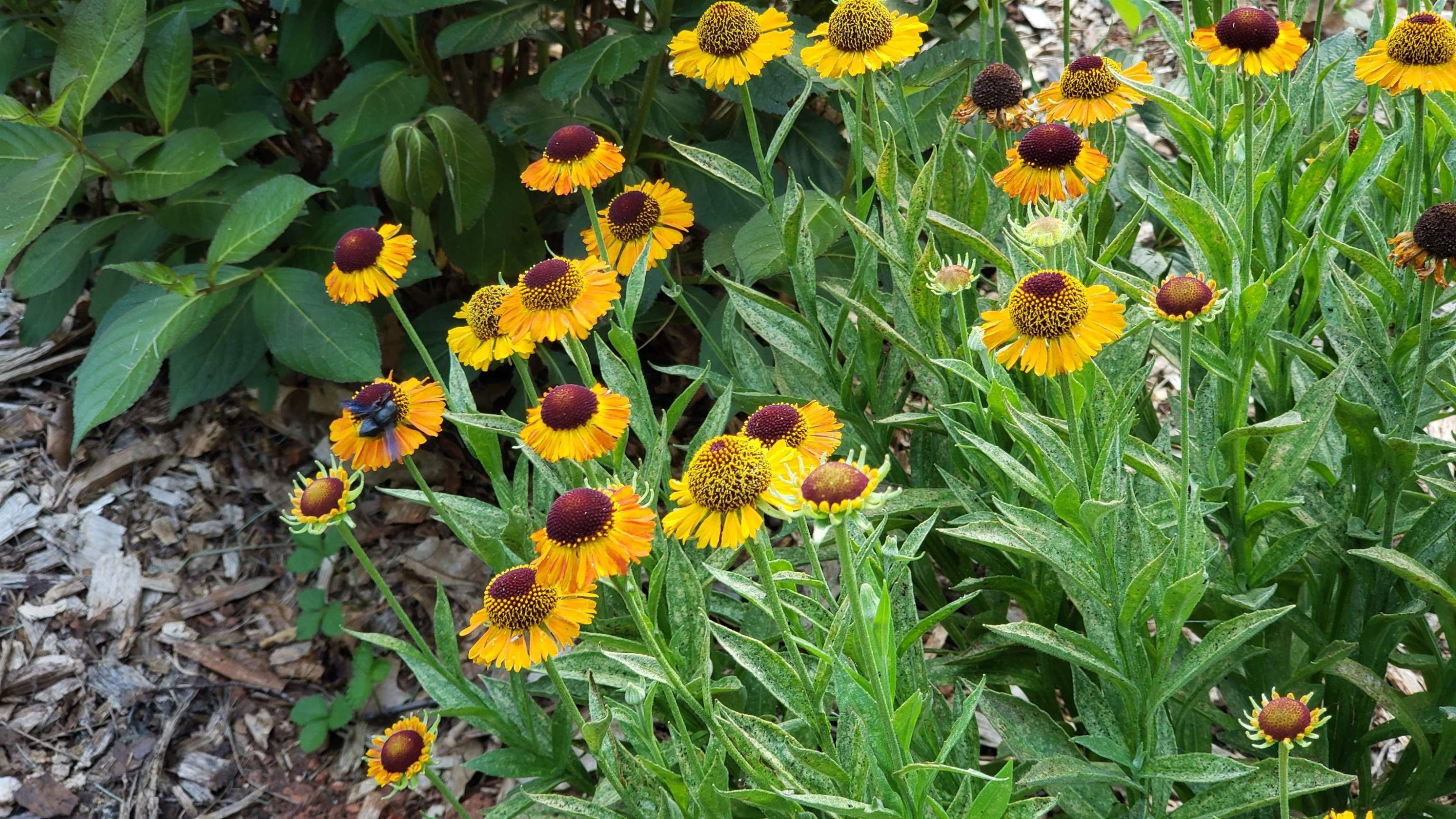 316 Oak Ridge Road Cary, NC 27511 - Photo 74 of 80 Springtime!