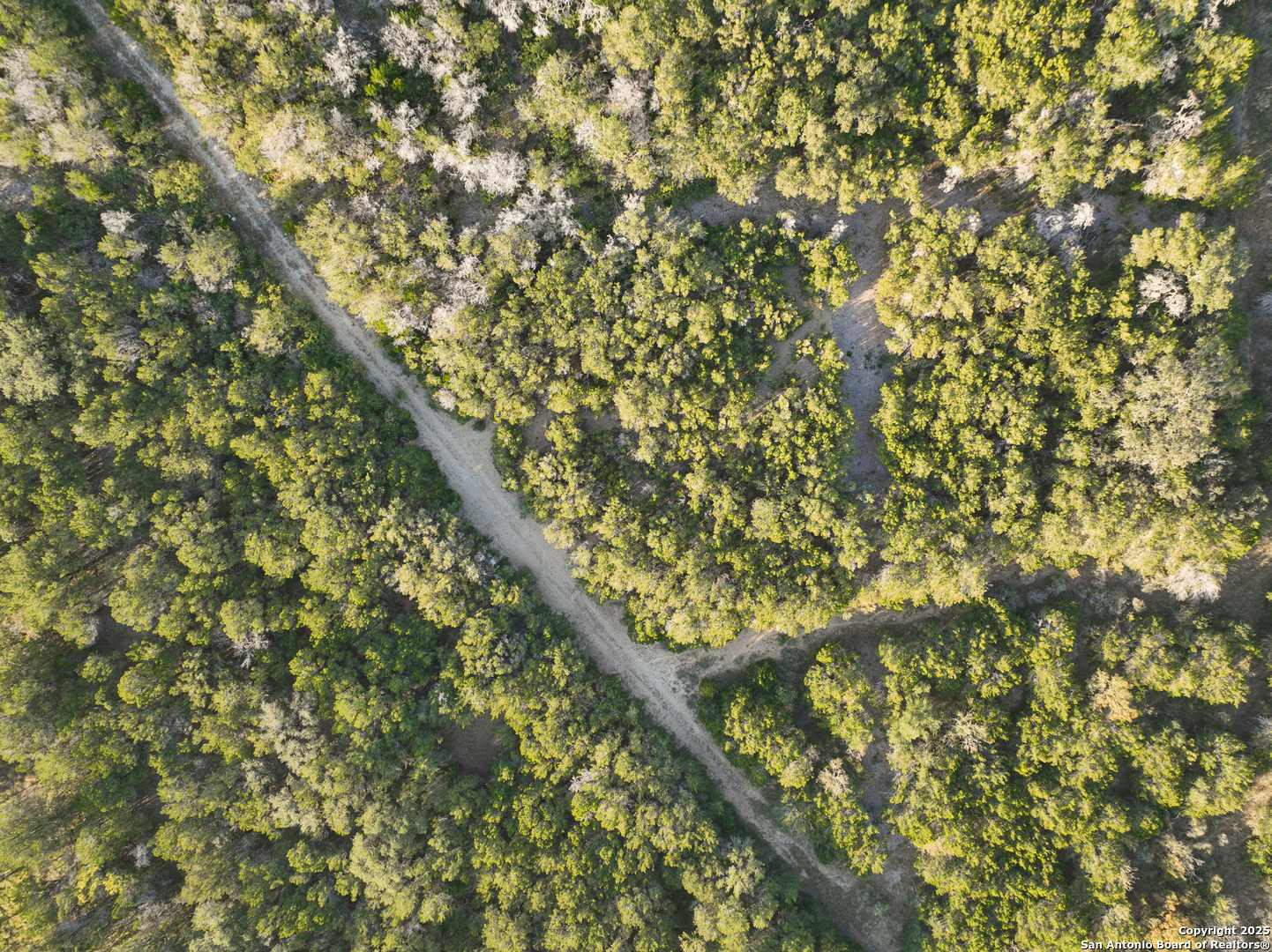 Lot 179 Valley Oaks Ranch Hondo, TX 78861 - Photo 13 of 28 a close up of a tree
