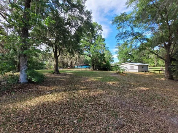 a view of a yard with plants and large trees