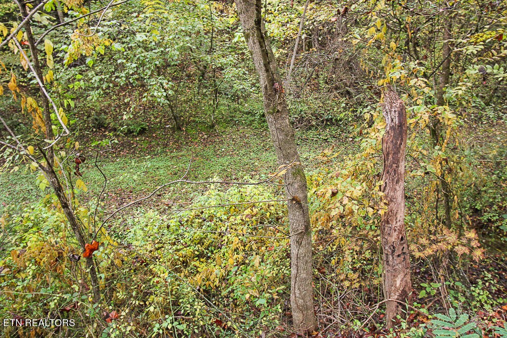 1 Flat Branch Road Sevierville, TN 37876 - Photo 8 of 26 Gallery Image 8