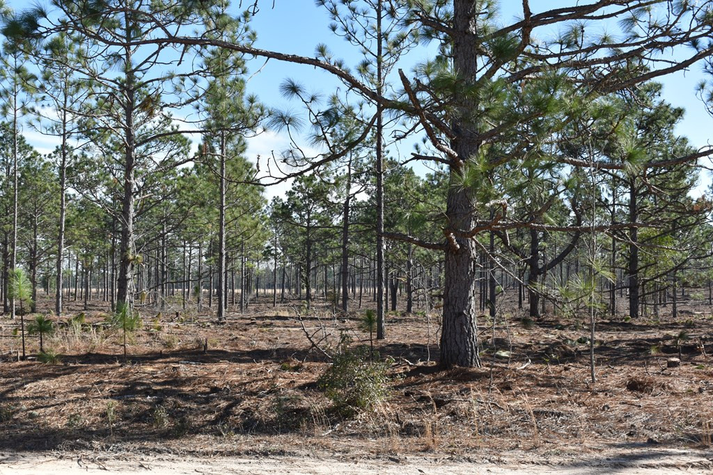 Lot 2-3) Lot 2-3) State Park Road Windsor, SC 29856 - Photo 6 of 10