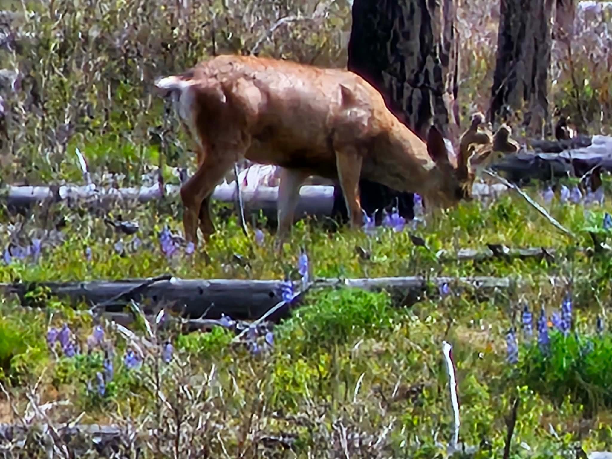 Nhn Blind Creek Draw Road Conner, MT 59827 - Photo 2 of 27 Gallery Image 2