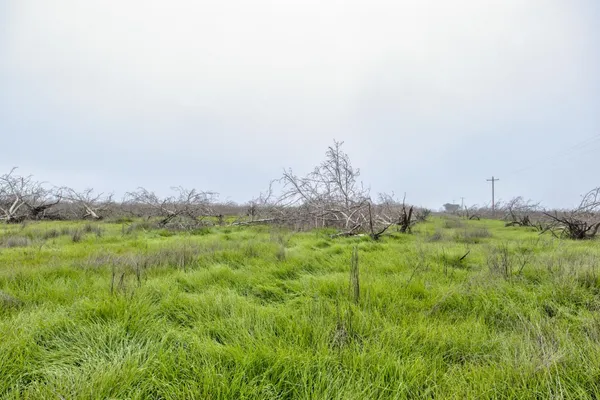 a view of a big yard with large trees