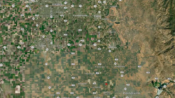 a close view of a tree