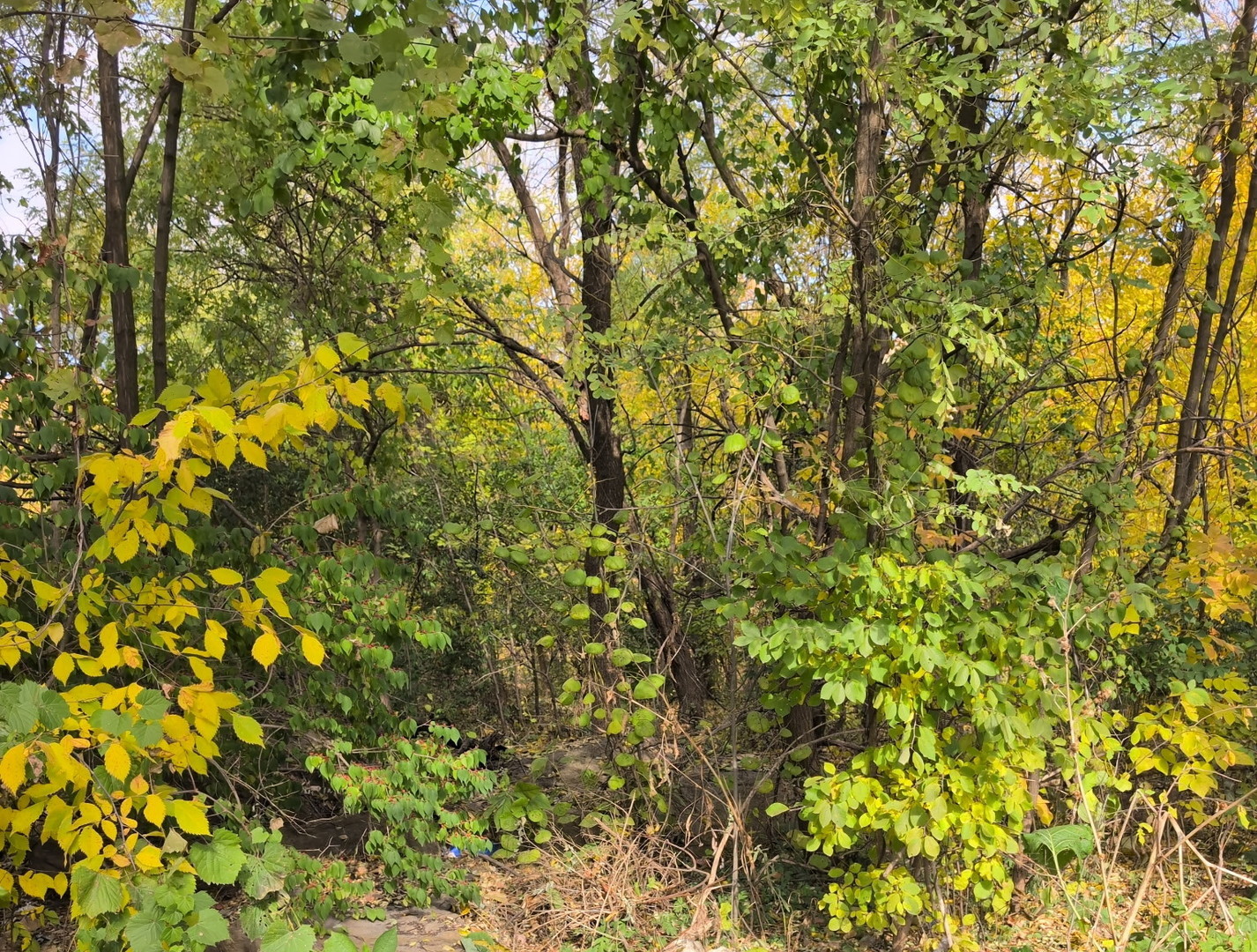 a view of a tree with a tree