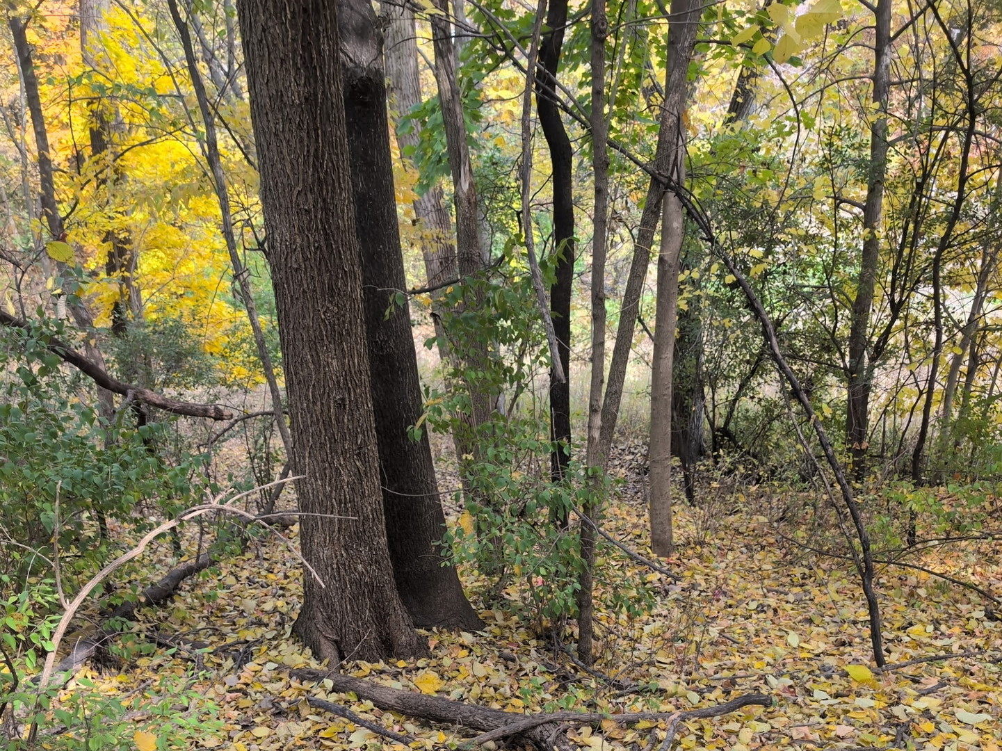 1213 West Park Front Street Joliet, IL 60436 - Photo 3 of 5