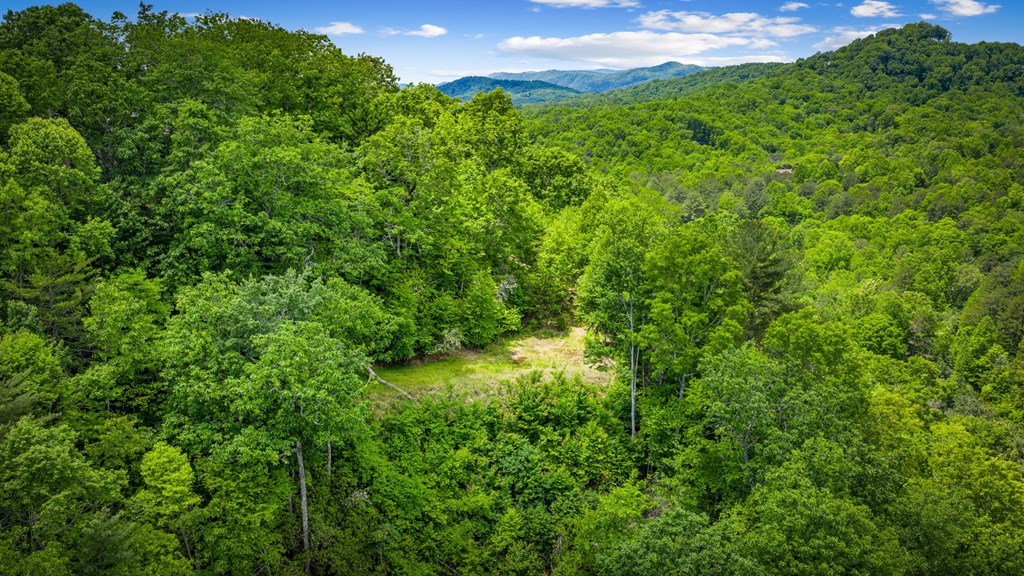 379 Dream Catcher Blue Ridge Blue Ridge, GA 30513 - Photo 7 of 28 a view of a lush green forest