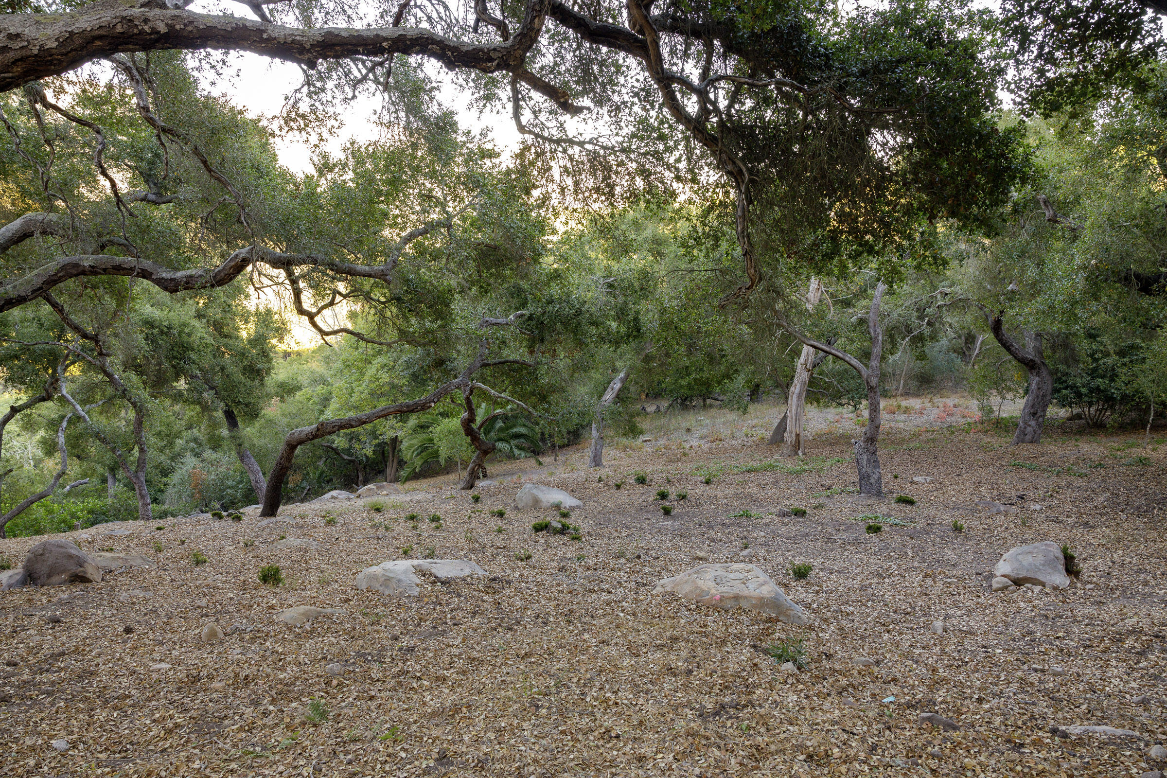 0 Las Alturas Road Santa Barbara, CA 93103 - Photo 12 of 15 1306 Las Alturas_0048