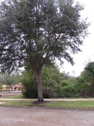 a view of a park with large trees