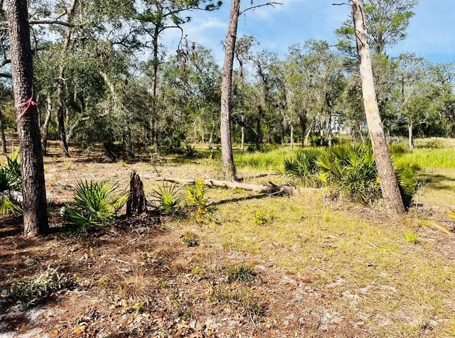 a view of a yard with plants