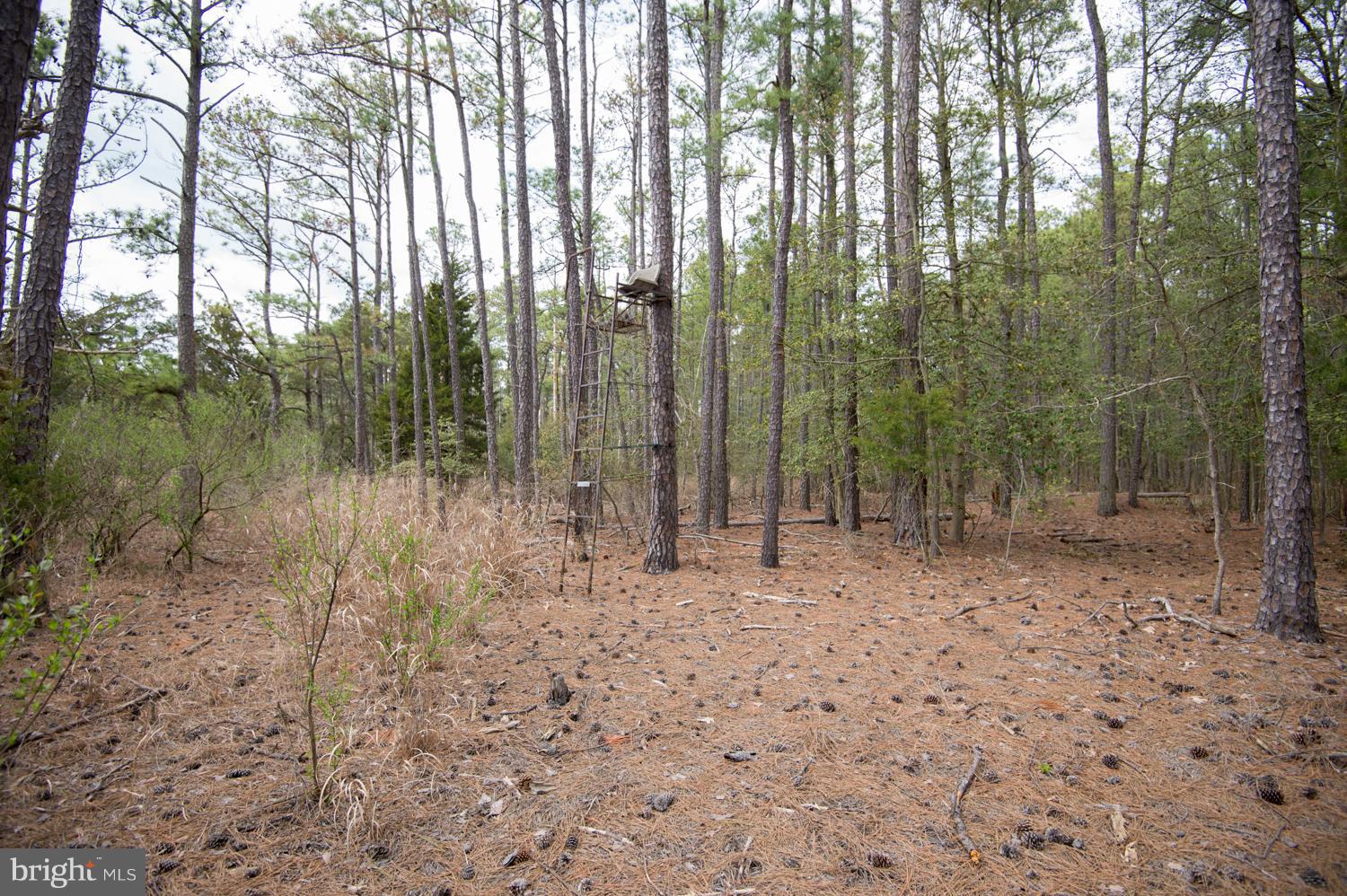 5525 Cassons Neck Road Cambridge, MD 21613 - Photo 7 of 30 Deer Stand on property close to Hudson Creek
