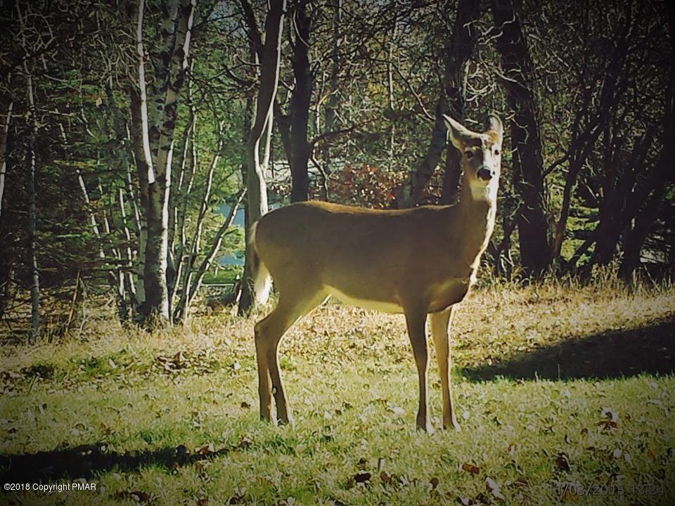 T463 Jackson Road Stroudsburg, PA 18360 - Photo 1 of 2 deer