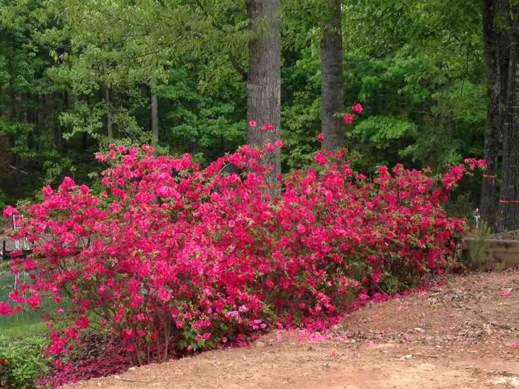 298 Sugarhill Road Seneca, SC 29672 - Photo 11 of 34 Gallery Image 11