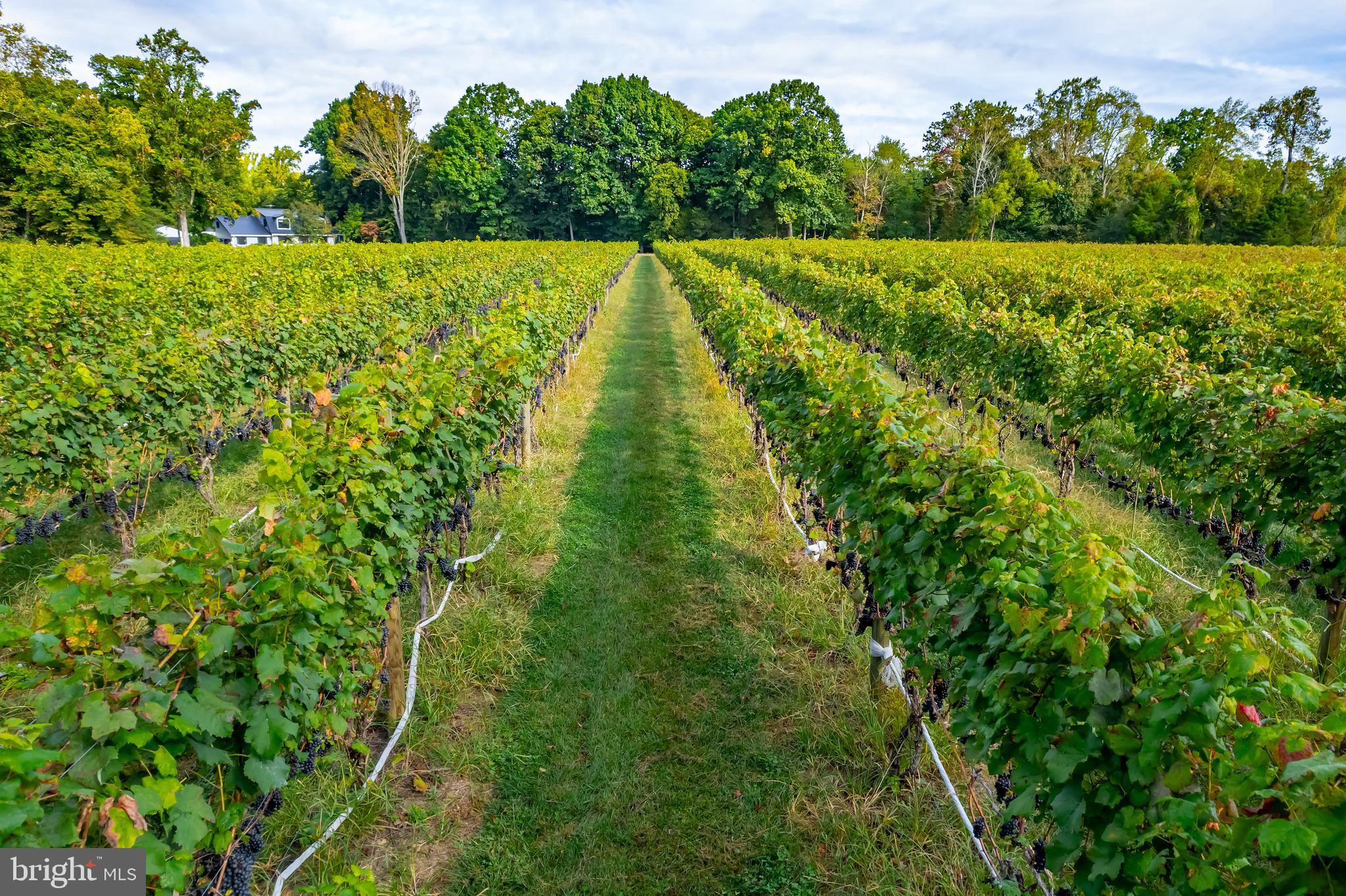 380 Heritage Road Sewell, NJ 08080 - Photo 54 of 56 a view of a yard with an outdoor space