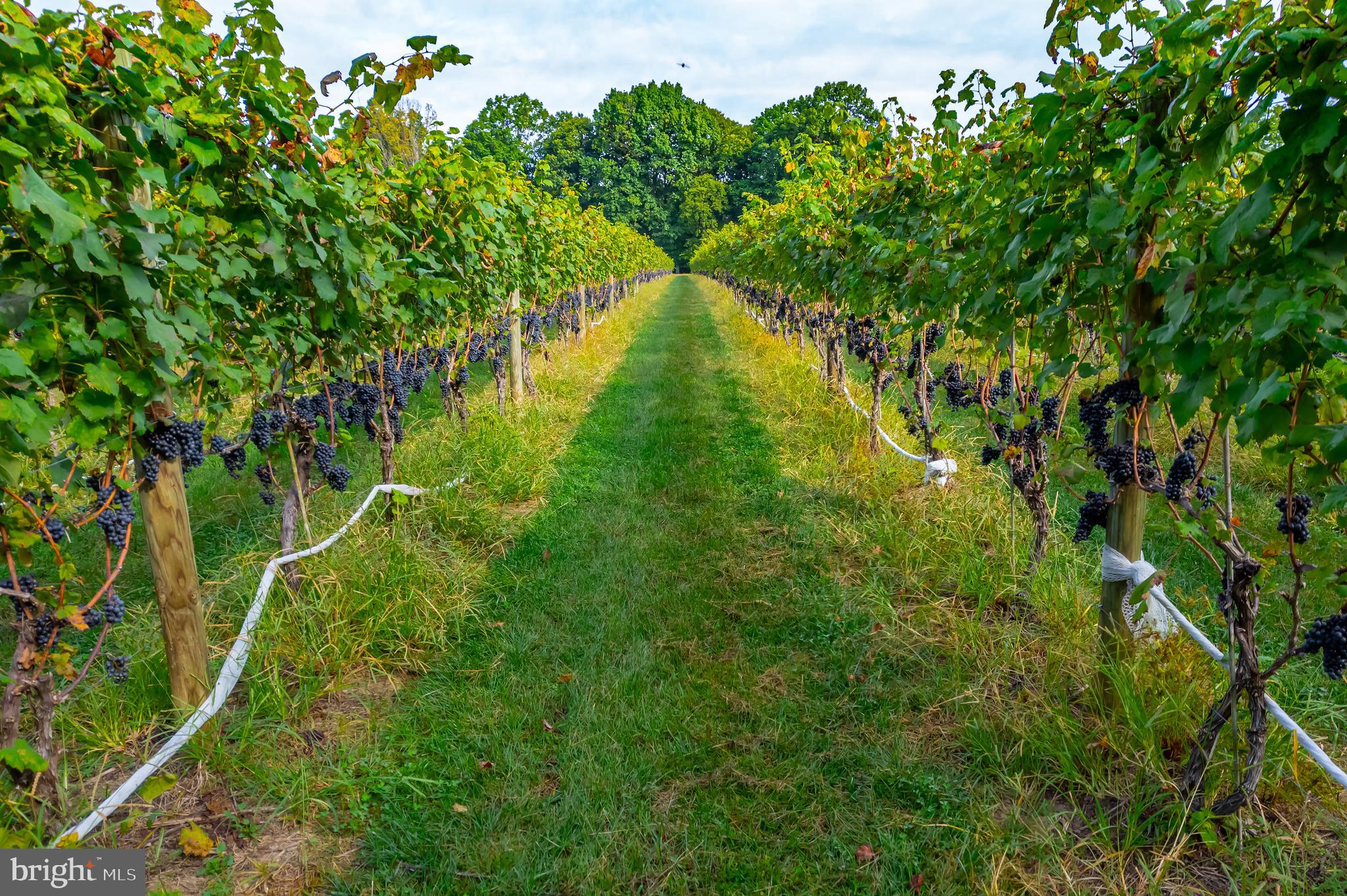 380 Heritage Road Sewell, NJ 08080 - Photo 56 of 56 a backyard of a house with lots of green space and trees all around