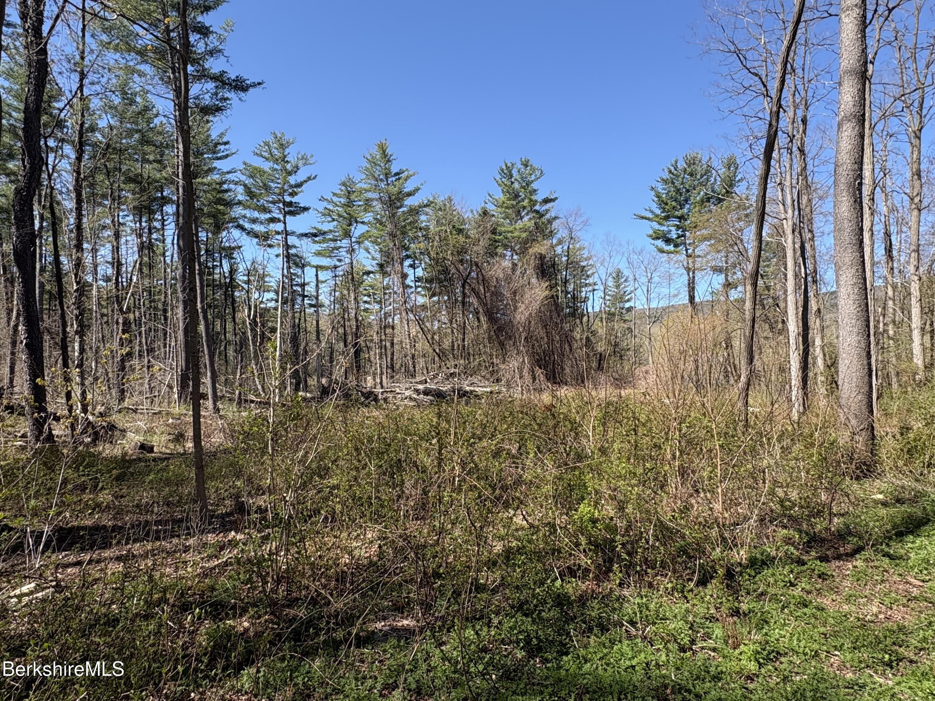 117 Lime Kiln Road Lenox, MA 01240 - Photo 11 of 11 a view of a yard with plants and large trees