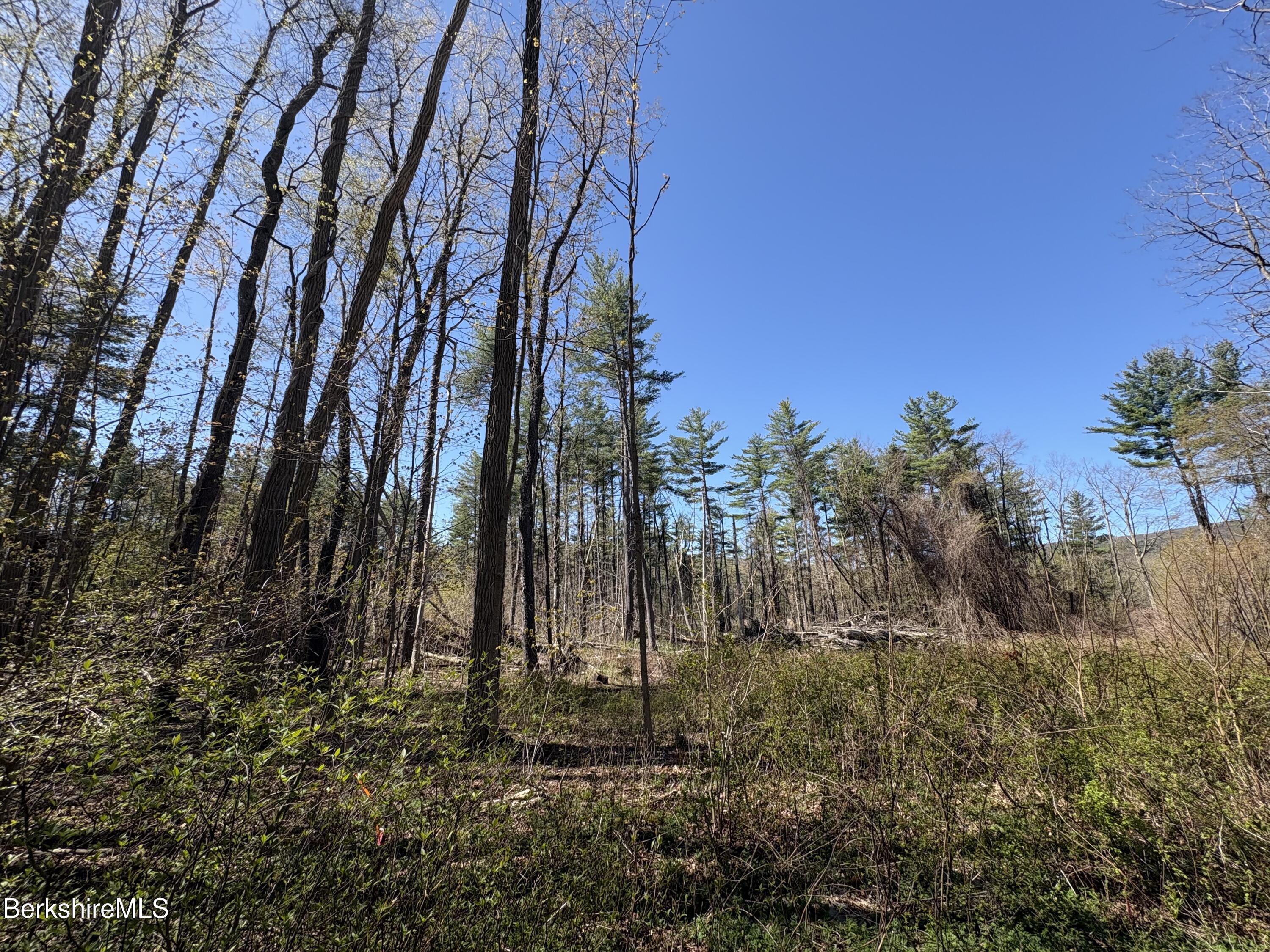 117 Lime Kiln Road Lenox, MA 01240 - Photo 7 of 11 a view of a yard with trees