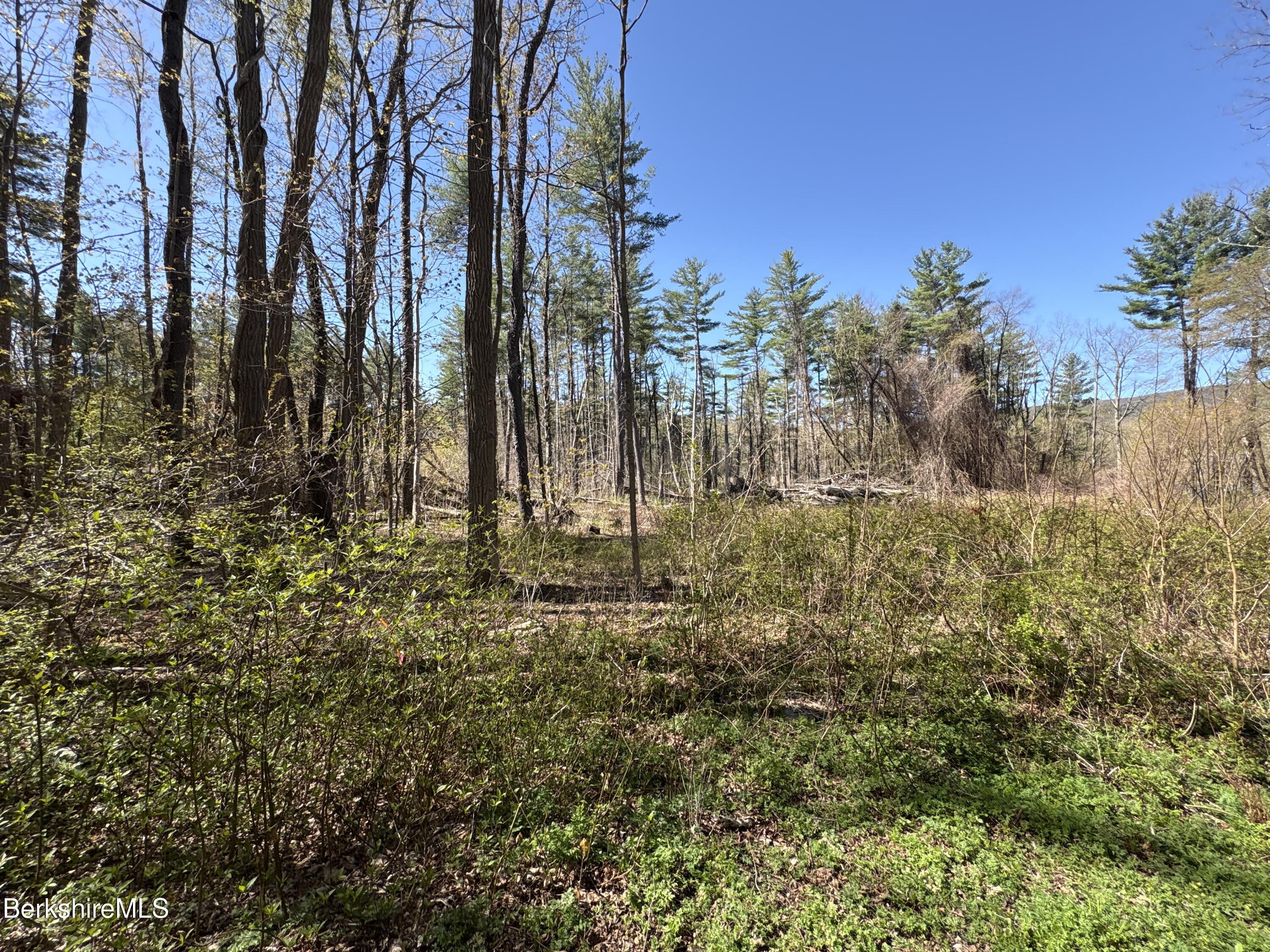 117 Lime Kiln Road Lenox, MA 01240 - Photo 8 of 11 a view of outdoor space with lots of trees