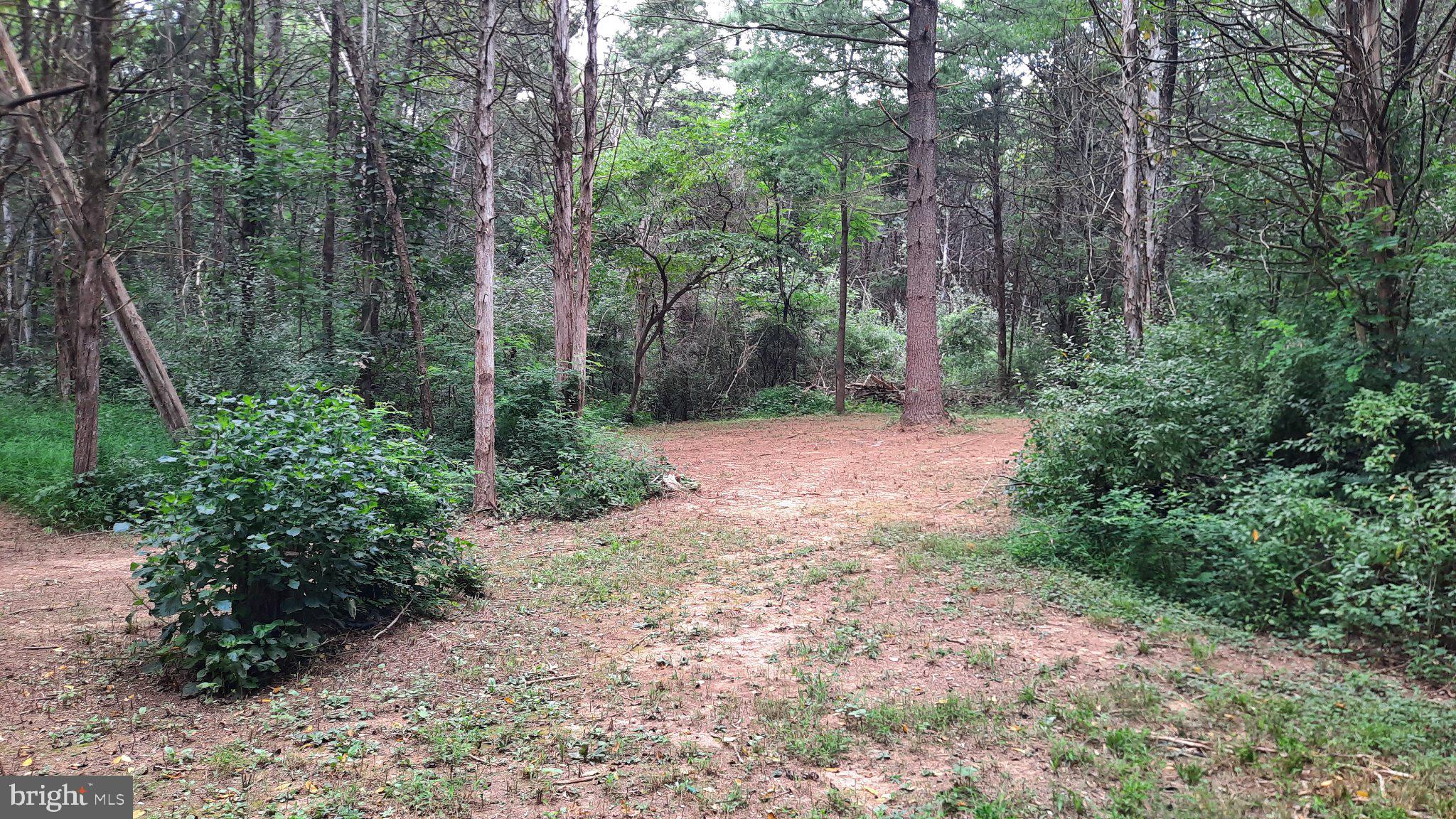 1272 Battlefield Road Strasburg, VA 22657 - Photo 29 of 49 Wide trail areas.