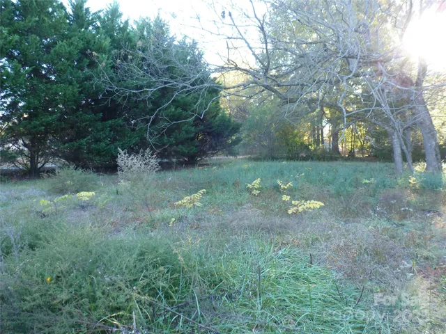 a view of a forest with trees in the background