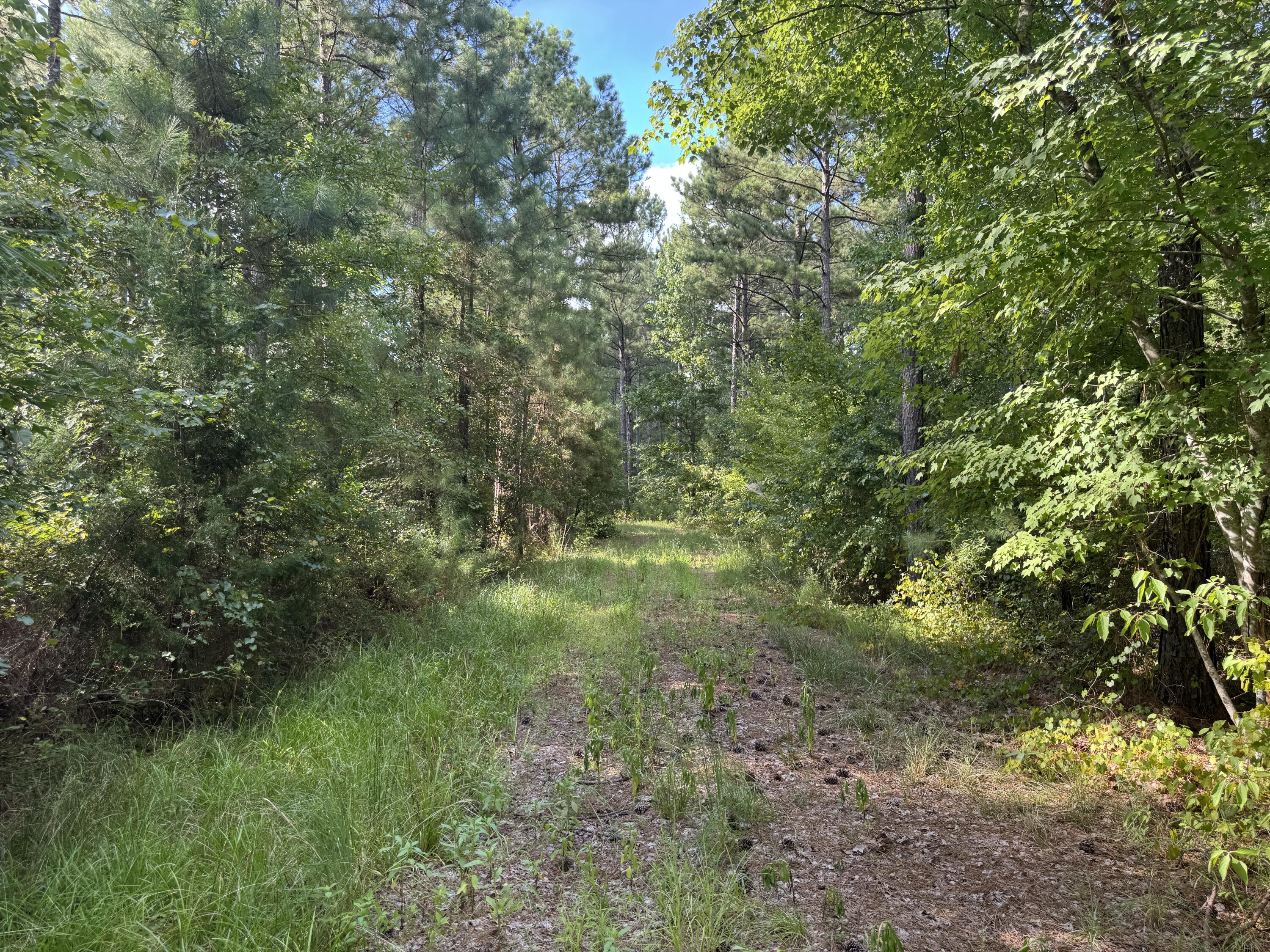 33-ac Crosscreek Road Edgefield, SC 29824 - Photo 3 of 25 a view of a forest with a tree