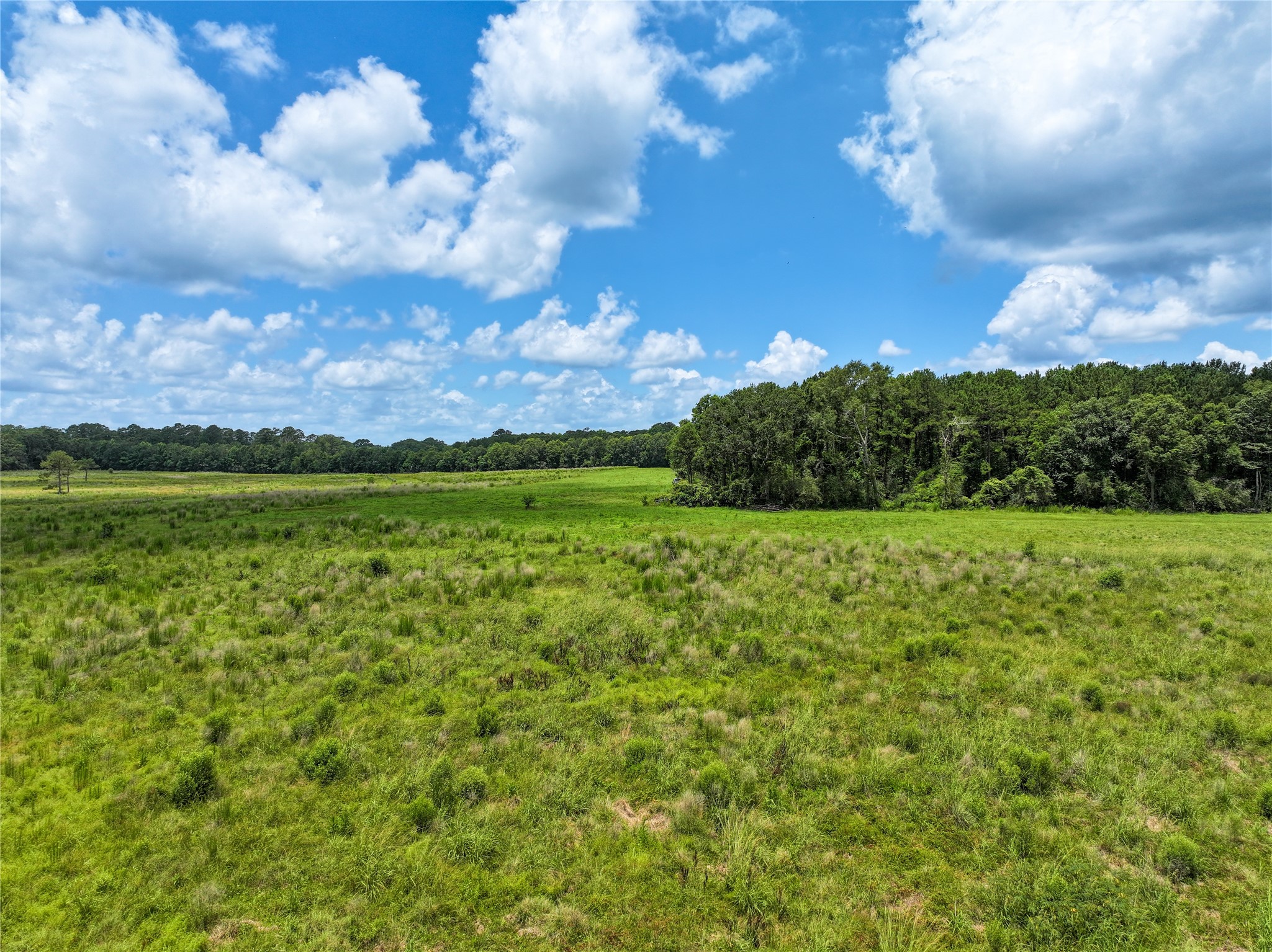 0 County Road 547 Call, TX 75933 - Photo 6 of 26