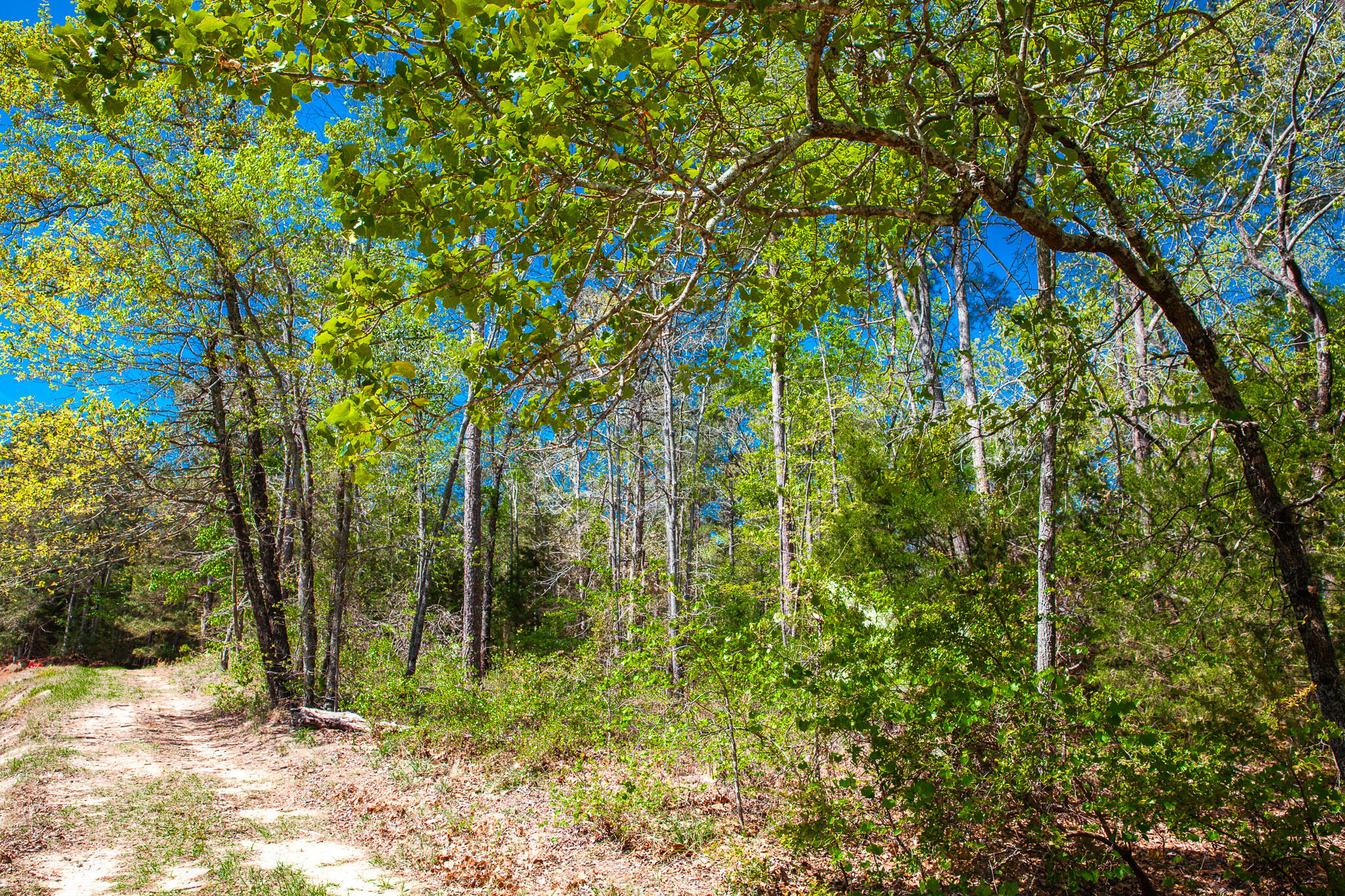 Lot 3 Smith Crawford Road Thomson, GA 30824 - Photo 15 of 19 IMG_5185