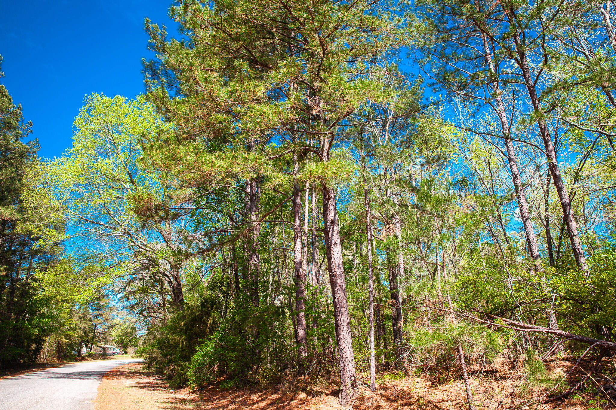 Lot 3 Smith Crawford Road Thomson, GA 30824 - Photo 16 of 19 IMG_5186