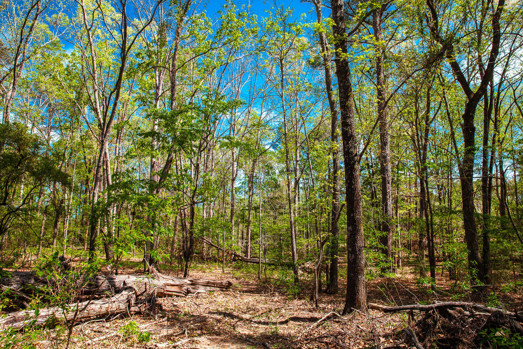 Lot 3 Smith Crawford Road Thomson, GA 30824 - Photo 17 of 19 IMG_5187