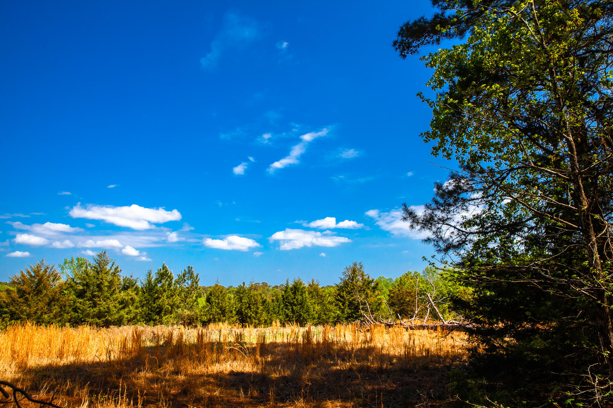 Lot 3 Smith Crawford Road Thomson, GA 30824 - Photo 3 of 19 IMG_5192