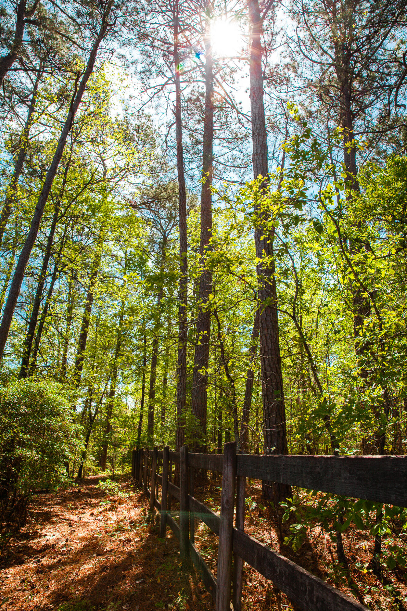 Lot 3 Smith Crawford Road Thomson, GA 30824 - Photo 6 of 19 IMG_5191