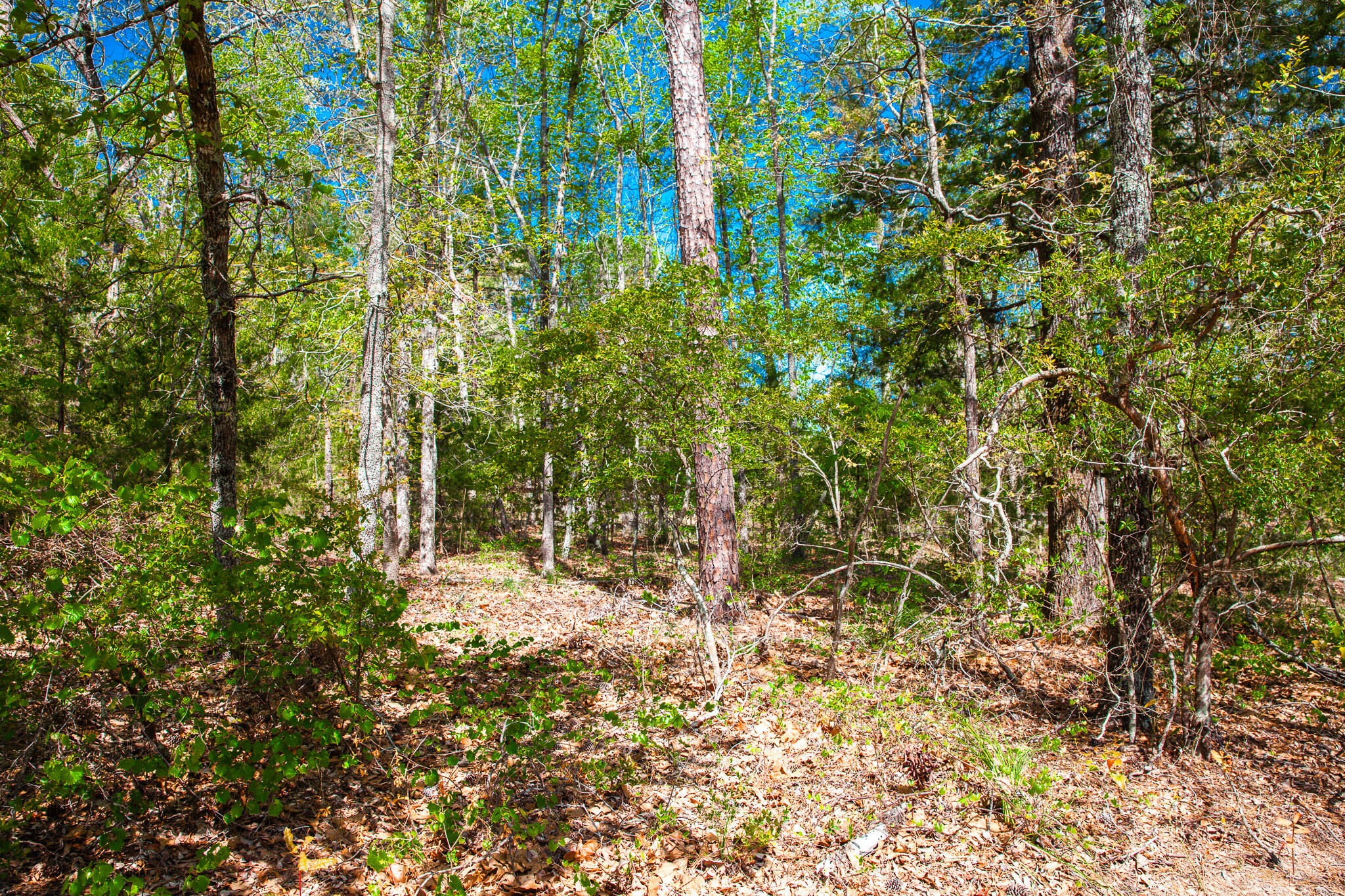 Lot 3 Smith Crawford Road Thomson, GA 30824 - Photo 9 of 19 IMG_5179