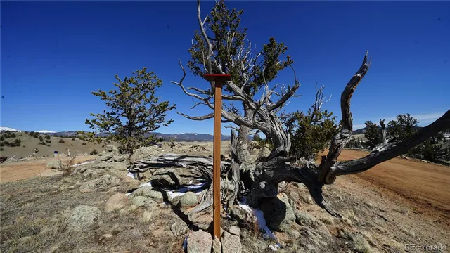 a view of a tree with a yard
