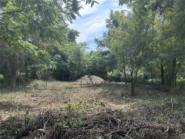 a view of a forest filled with trees