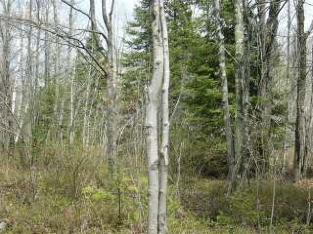 Lot 3 Pine Lake Road Rhinelander, WI 54501 - Photo 4 of 9 Gallery Image 4