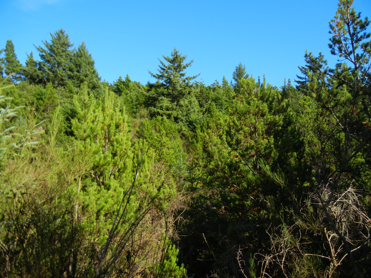 501 Pine Road Pacific City, OR 97135 - Photo 3 of 3 Forest Land to East