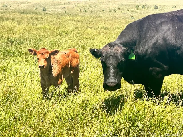 $1,450,000 | 102 County Road, Elbert, CO 80106