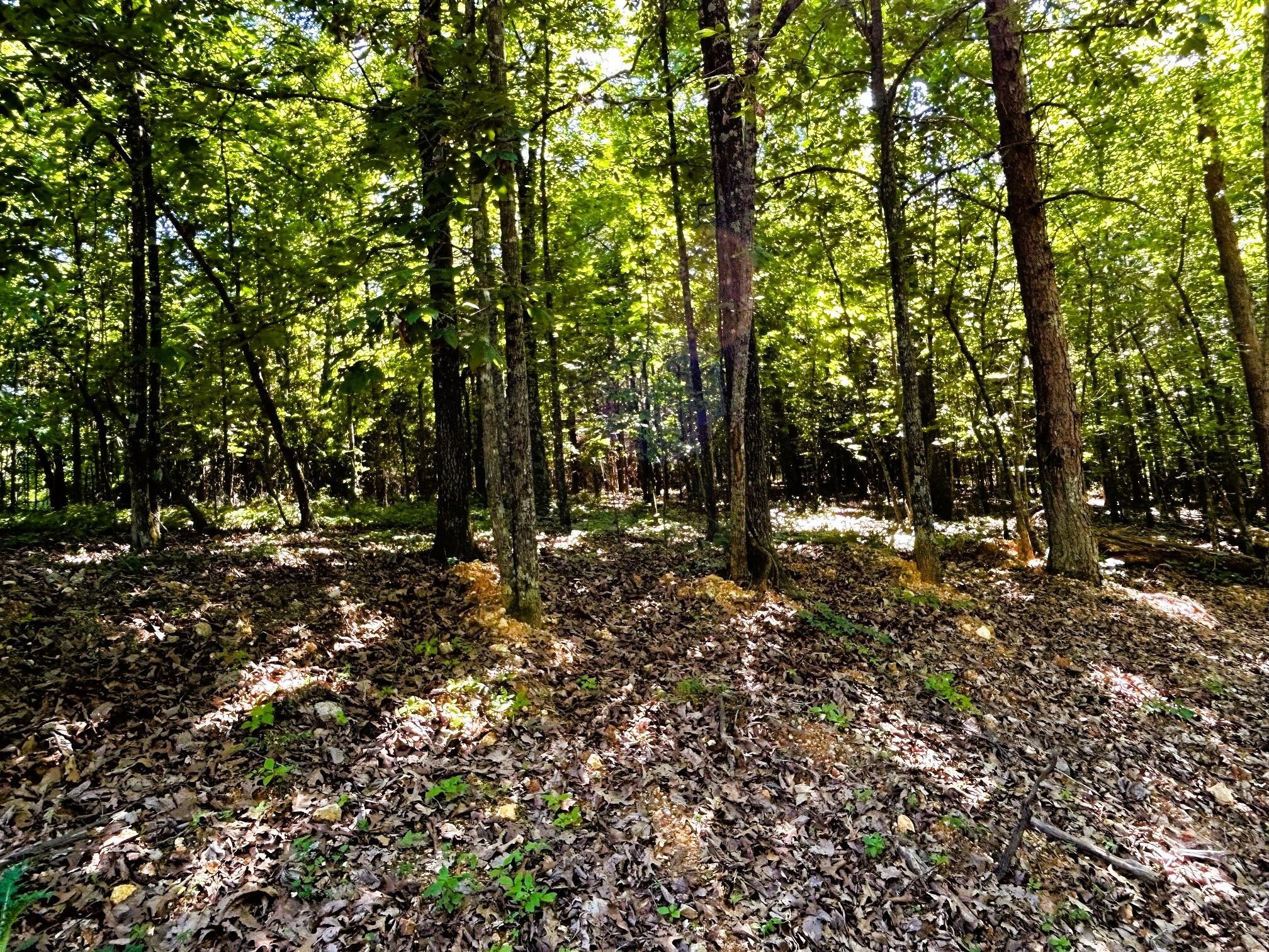 151 Charles Road Decatur, TN 37322 - Photo 4 of 13