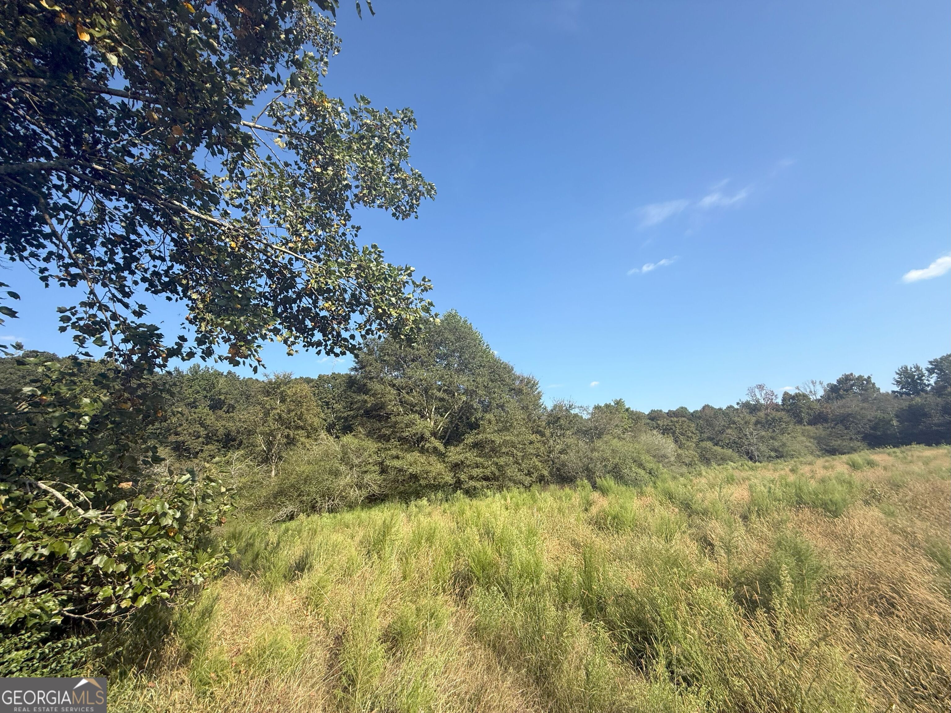 15 West L Williams Road Commerce, GA 30530 - Photo 31 of 41 a view of a forest with a tree