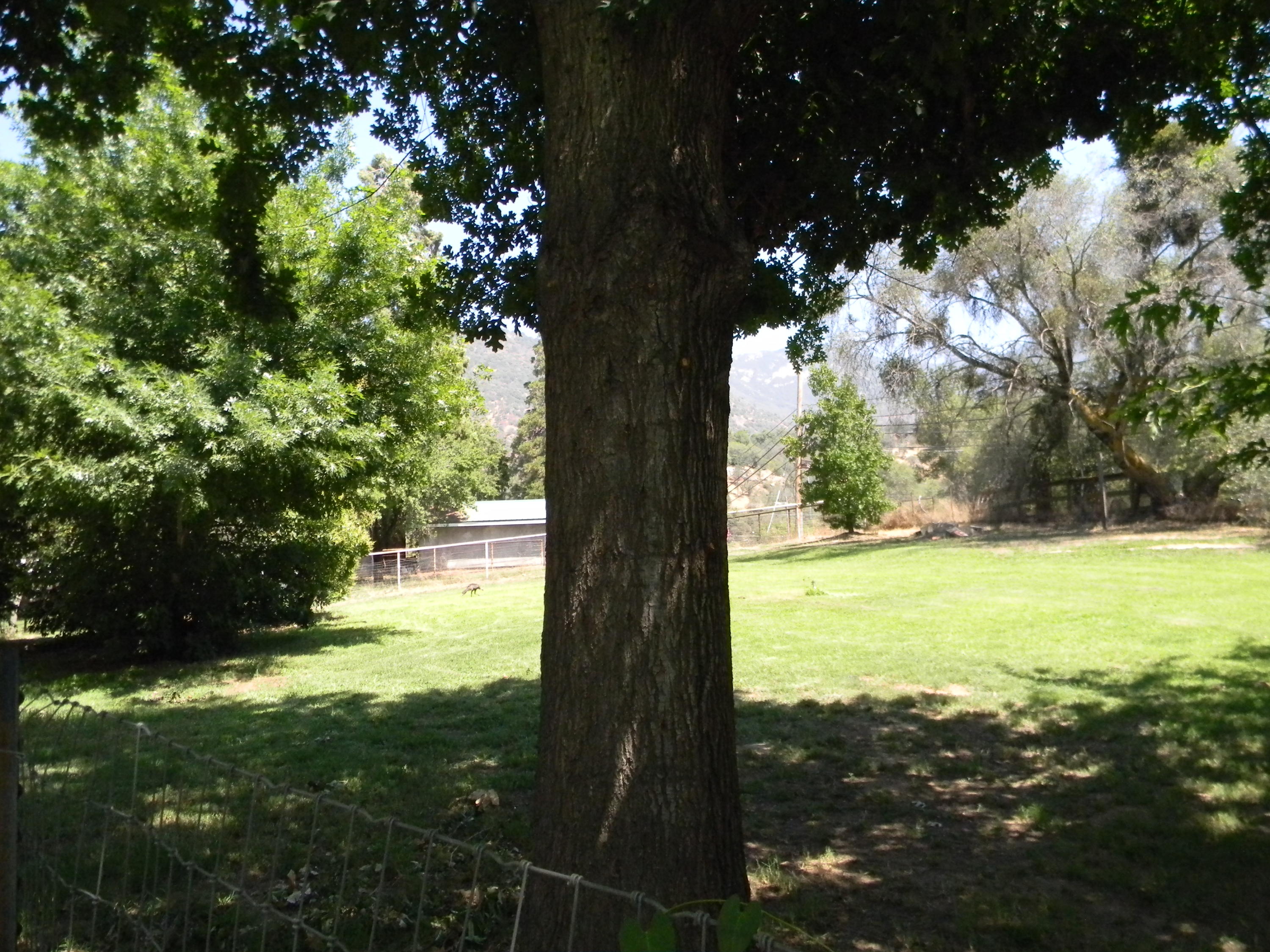 43429 Sierra Drive Three Rivers, CA 93271 - Photo 12 of 33 DSCN5758